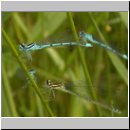 Coenagrion puella - Hufeisen-Azurjungfer 04.jpg